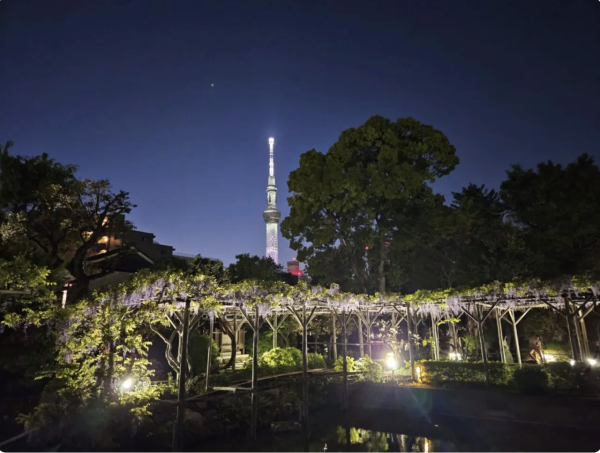 日本紫藤花2026｜紫藤花賞花地點8大推介！附必到打卡位 置身初夏最美紫色瀑布！ 