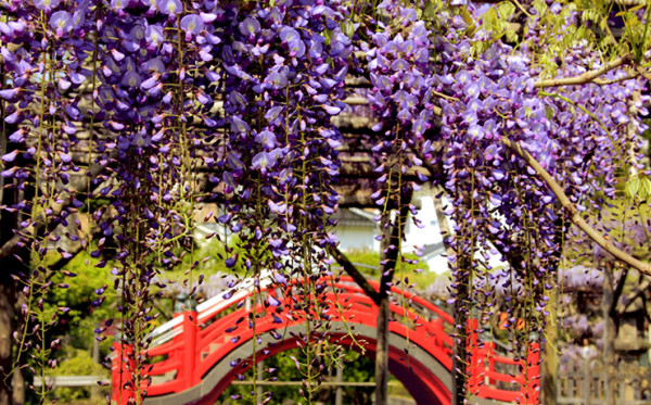 日本紫藤花2026｜紫藤花賞花地點8大推介！附必到打卡位 置身初夏最美紫色瀑布！ 