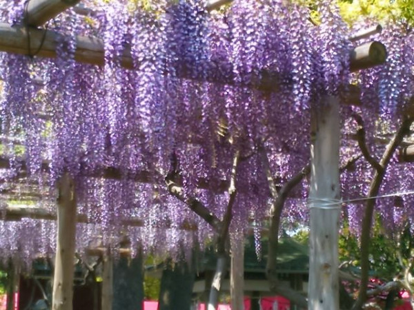 日本紫藤花2026｜紫藤花賞花地點8大推介！附必到打卡位 置身初夏最美紫色瀑布！ 