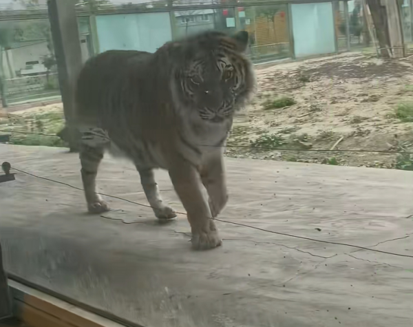 圖片來源：小紅書