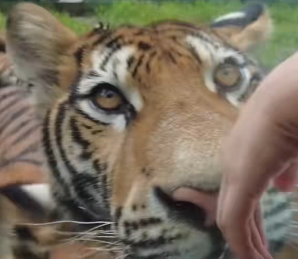 圖片來源：小紅書