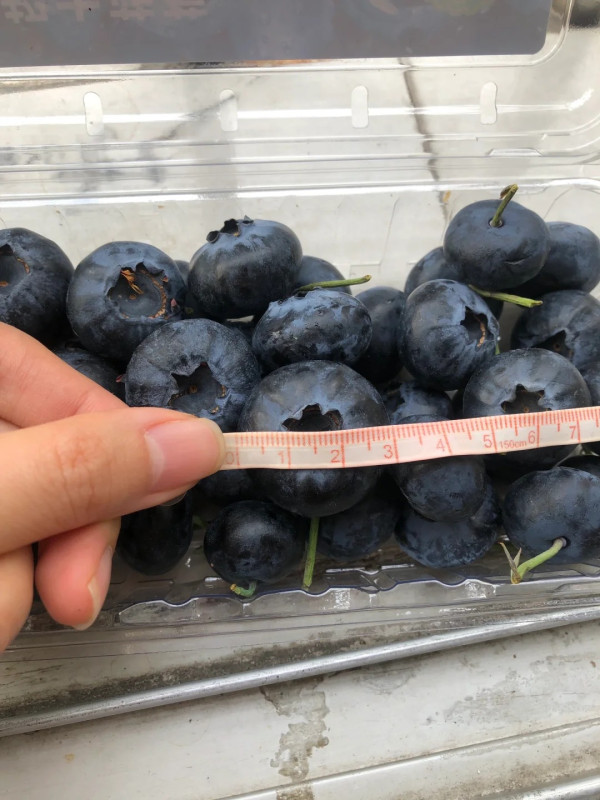 照片來源：小紅書@Jian廷斯