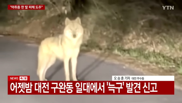 遊韓注意｜大田主題樂園公狼越獄逾周仍未落網！軍方出動無人機圍捕上演「人狼大戰」 