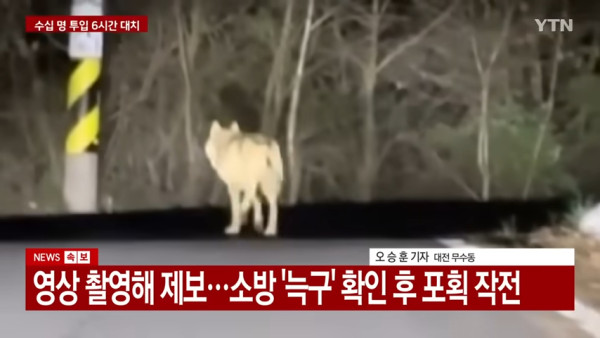 遊韓注意｜大田主題樂園公狼越獄逾周仍未落網！軍方出動無人機圍捕上演「人狼大戰」 