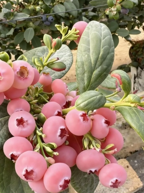 照片來源：小紅書@朴小荷在韩国