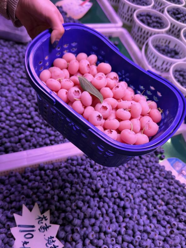 照片來源：小紅書@Vivian超会吃