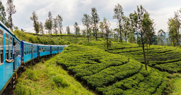 斯里蘭卡開放港人落地簽最多可留30日 網民激讚5大優點：平價版非洲！ 