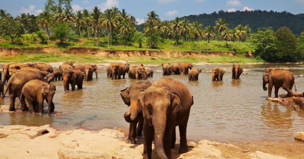 斯里蘭卡開放港人落地簽最多可留30日 網民激讚5大優點：平價版非洲！ 