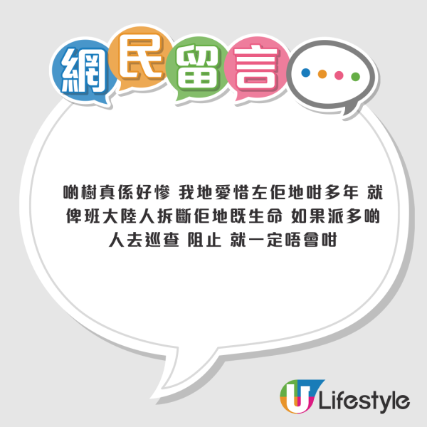 遊客來港「抱樹打卡」熱褲女闖西貢浪茄攀爬惹怒網民 觸犯1法例恐罰2.5萬兼坐監