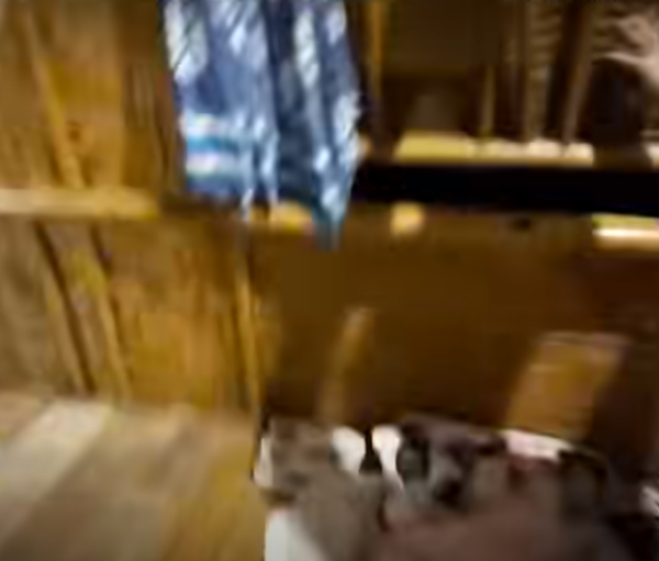 照片來源：Facebook@Amarin News