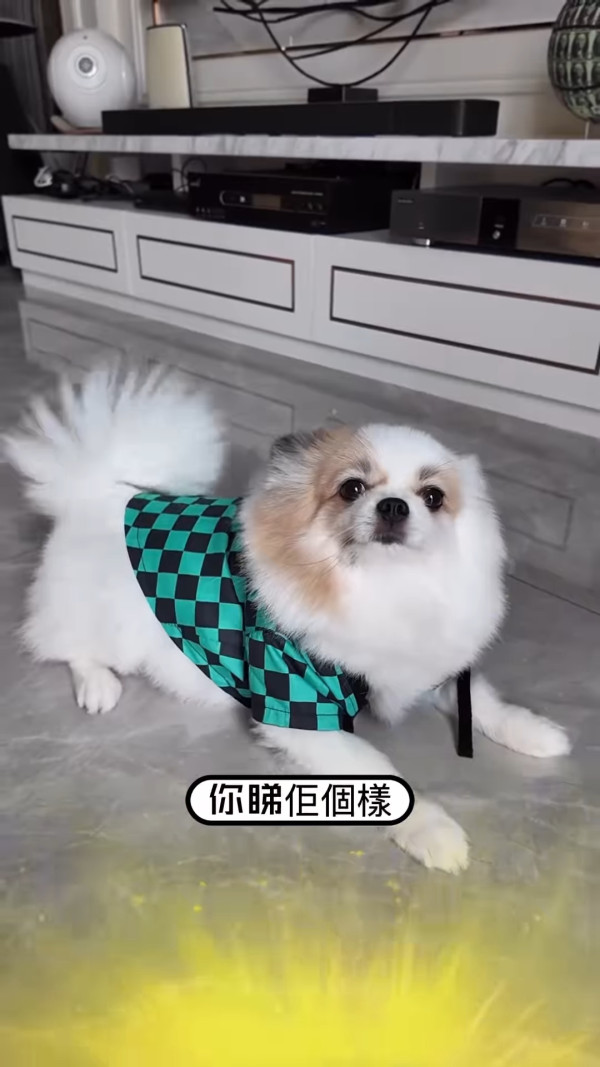 前港姐冠軍成碟花膠餵愛犬食惹熱議 超級富養極盡奢華！網民：隻狗過得好過我