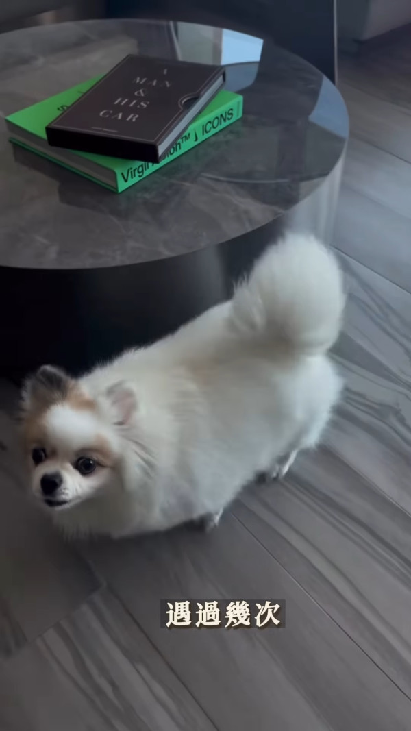 前港姐冠軍成碟花膠餵愛犬食惹熱議 超級富養極盡奢華！網民：隻狗過得好過我