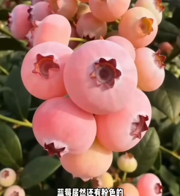 照片來源：小紅書@花生鱼卷