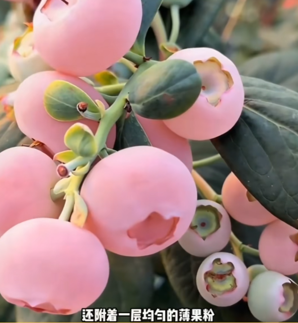 照片來源：小紅書@花生鱼卷