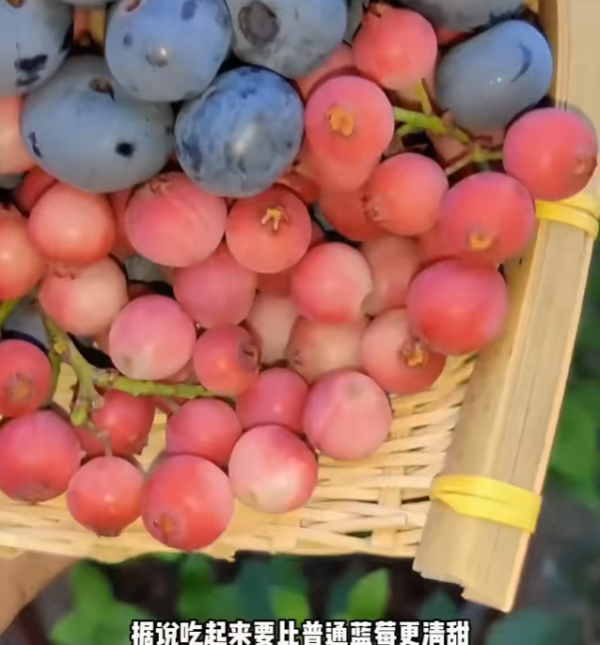 照片來源：小紅書@花生鱼卷