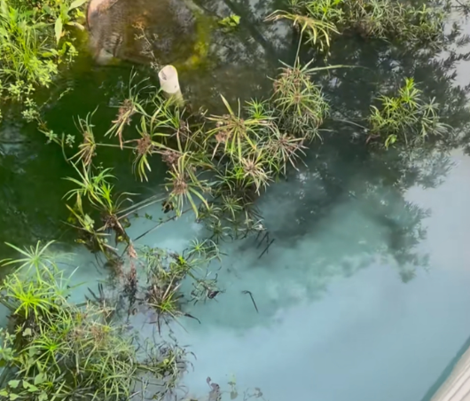 深圳新公園慘變藍色湖！大媽「為環保」毀掉清澈美景 官方：水質仍達標 