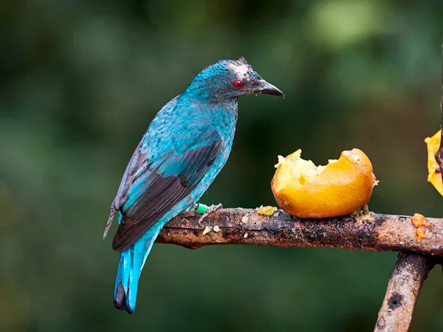 香港公園有「神秘禮物機」？掃碼免費換迷你書包 附隱藏換領攻略
