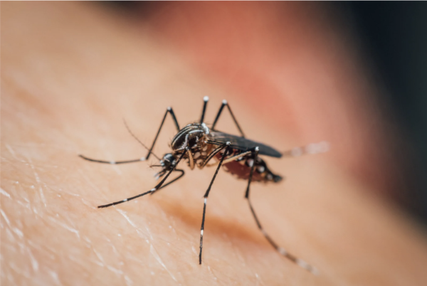 本港爆首宗本地登革熱！警告呢1類人要特別小心恐致命 附8大病徵及防蚊法