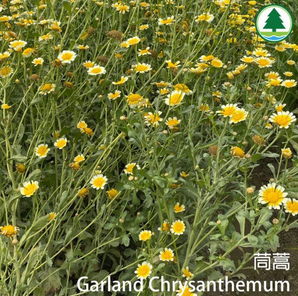 港版京都竹林！香港4大隱世郊遊秘境散心 唔使飛日本附交通攻略