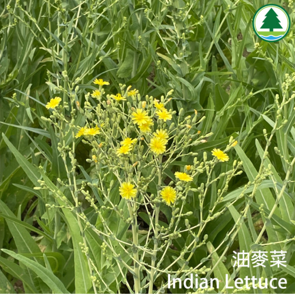 港版京都竹林！香港4大隱世郊遊秘境散心 唔使飛日本附交通攻略