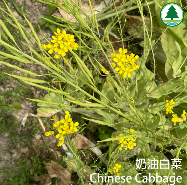 港版京都竹林！香港4大隱世郊遊秘境散心 唔使飛日本附交通攻略