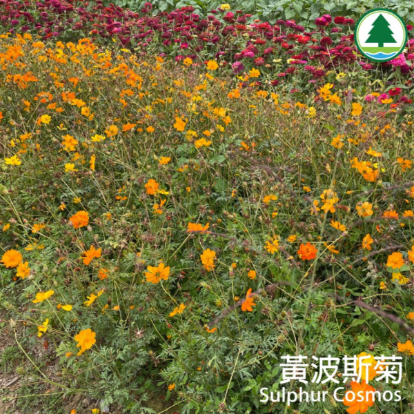 港版京都竹林！香港4大隱世郊遊秘境散心 唔使飛日本附交通攻略