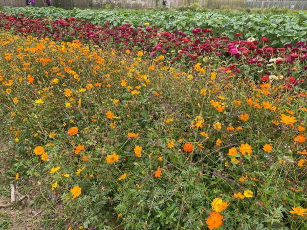 港版京都竹林！香港4大隱世郊遊秘境散心 唔使飛日本附交通攻略