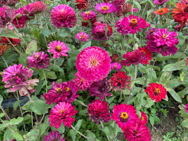 港版京都竹林！香港4大隱世郊遊秘境散心 唔使飛日本附交通攻略