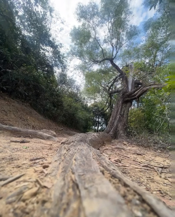 港版京都竹林！香港4大隱世郊遊秘境散心 唔使飛日本附交通攻略
