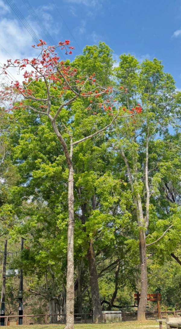 港版京都竹林！香港4大隱世郊遊秘境散心 唔使飛日本附交通攻略