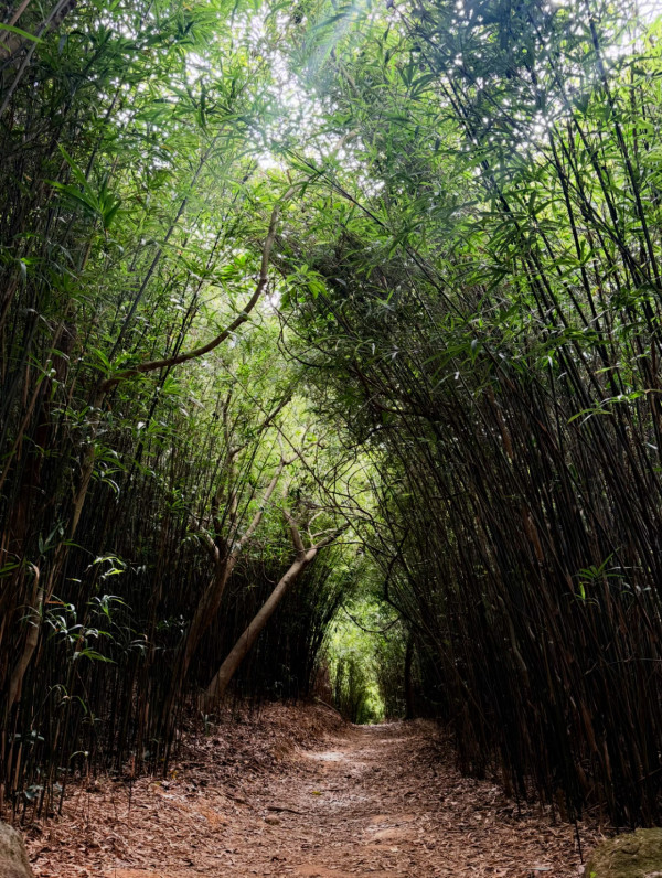 港版京都竹林！香港4大隱世郊遊秘境散心 唔使飛日本附交通攻略