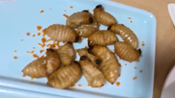 試真D｜江美儀廣州挑戰「全蟲蟲宴」畫面極震撼！原隻水曱甴嚇到GM驚現毁容級表情