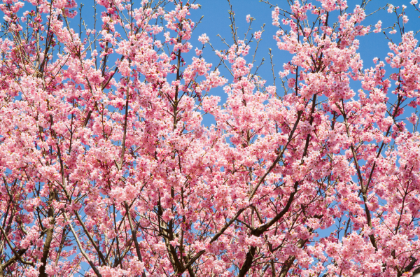 圖片來源：Canva