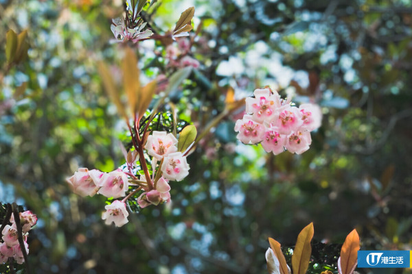 吊鐘花（1-2月）（韋咖萱攝）