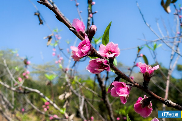 圖片來源：桃花（1-2月）（韋咖萱攝）
