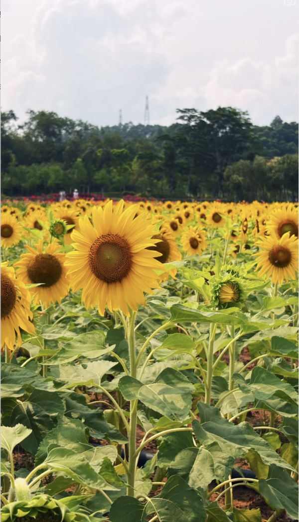 深圳龍崗絕美向日葵花海 地鐵直達免費隱世治癒秘境！ 