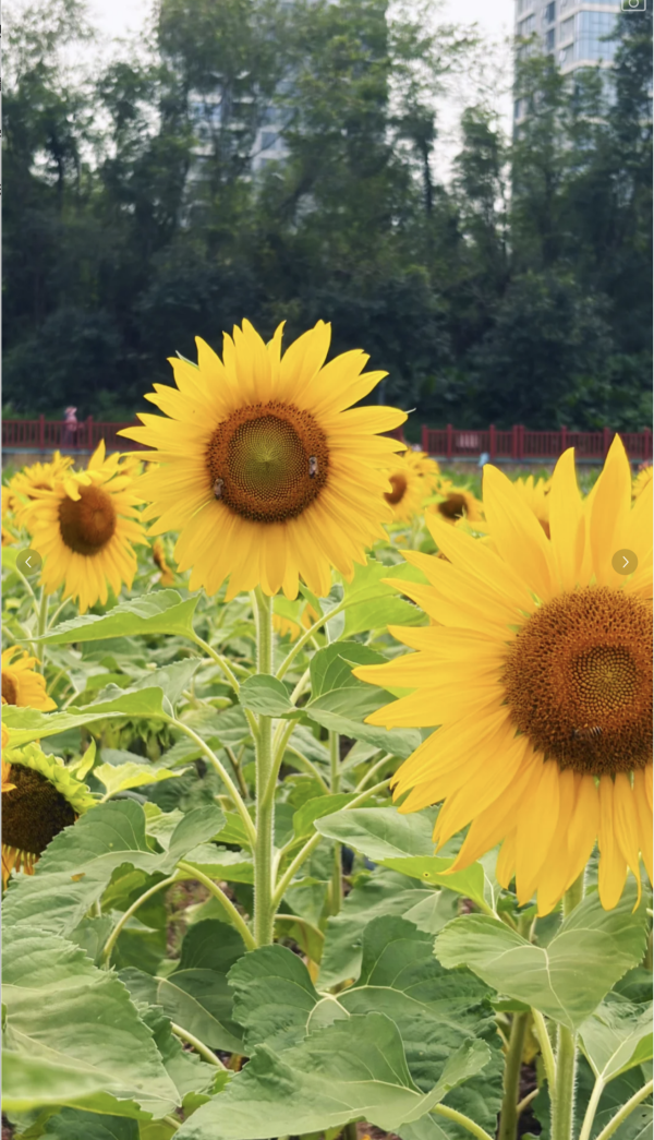 深圳龍崗絕美向日葵花海 地鐵直達免費隱世治癒秘境！ 