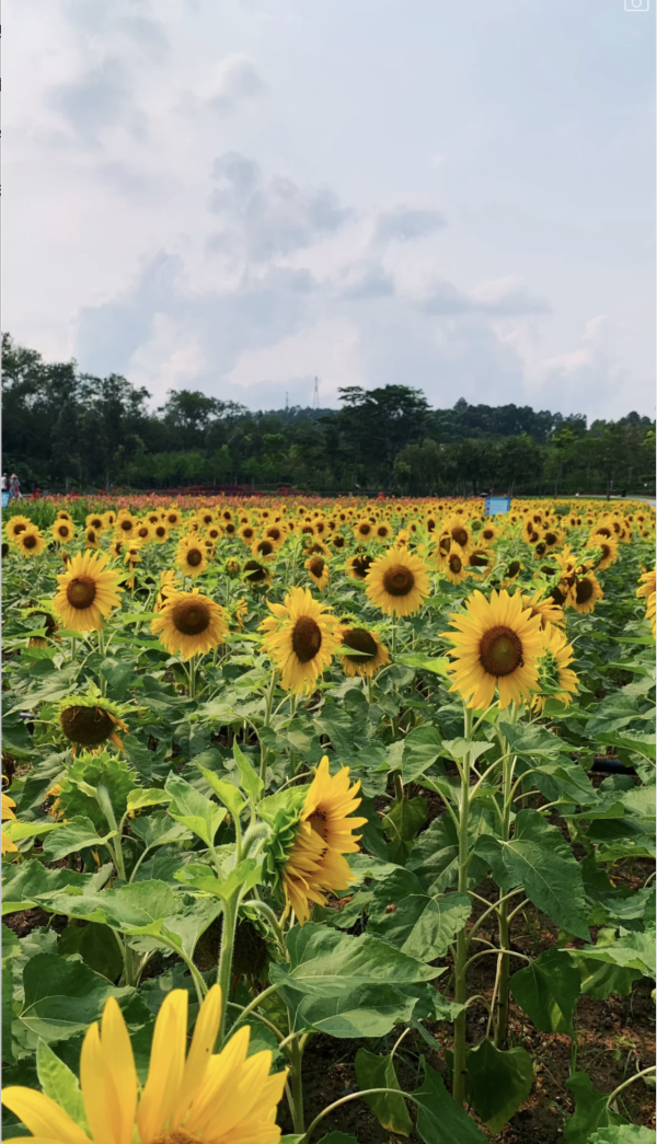 深圳龍崗絕美向日葵花海 地鐵直達免費隱世治癒秘境！ 
