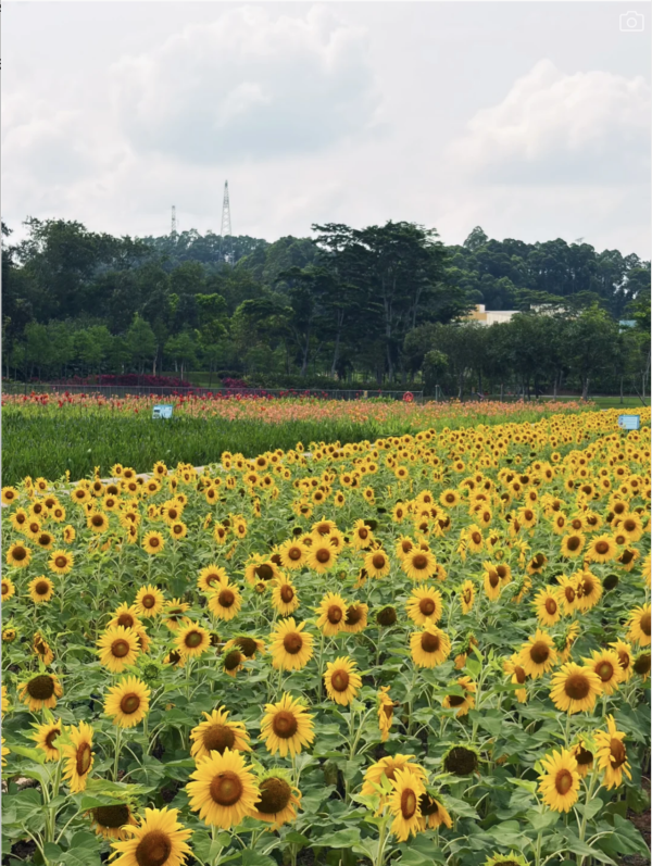 深圳龍崗絕美向日葵花海 地鐵直達免費隱世治癒秘境！ 