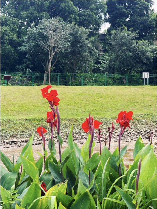 深圳龍崗絕美向日葵花海 地鐵直達免費隱世治癒秘境！ 