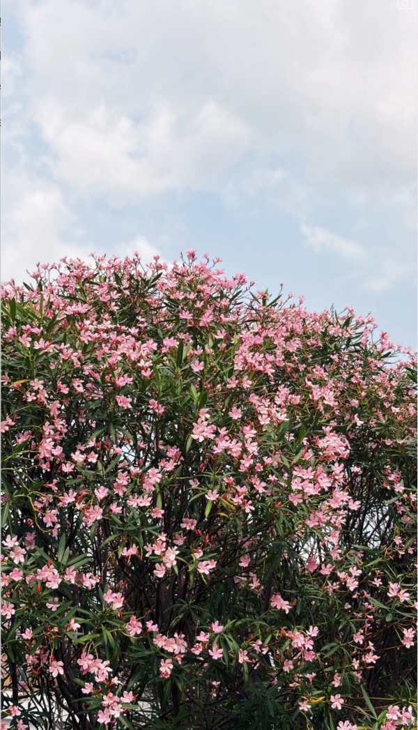 深圳龍崗絕美向日葵花海 地鐵直達免費隱世治癒秘境！ 