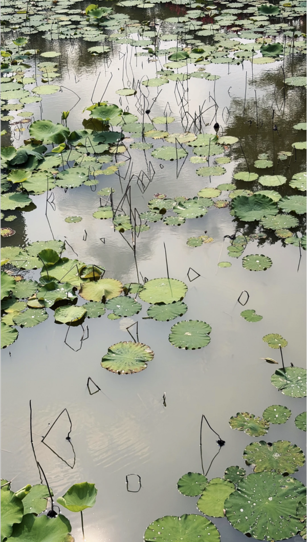 深圳龍崗絕美向日葵花海 地鐵直達免費隱世治癒秘境！ 