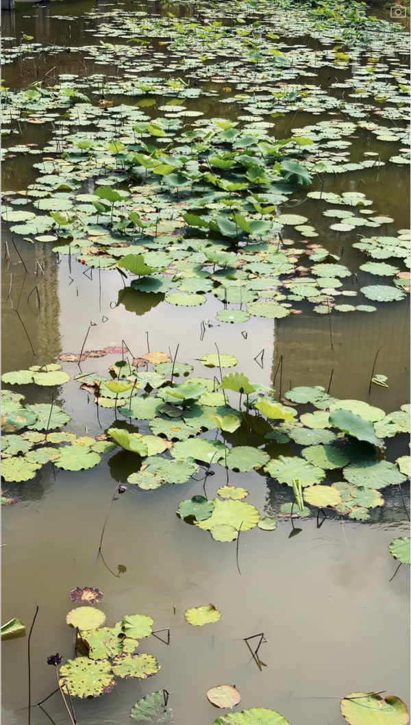 深圳龍崗絕美向日葵花海 地鐵直達免費隱世治癒秘境！ 