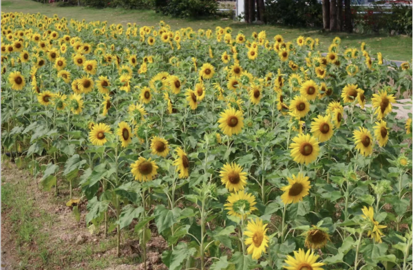 深圳龍崗絕美向日葵花海 地鐵直達免費隱世治癒秘境！ 