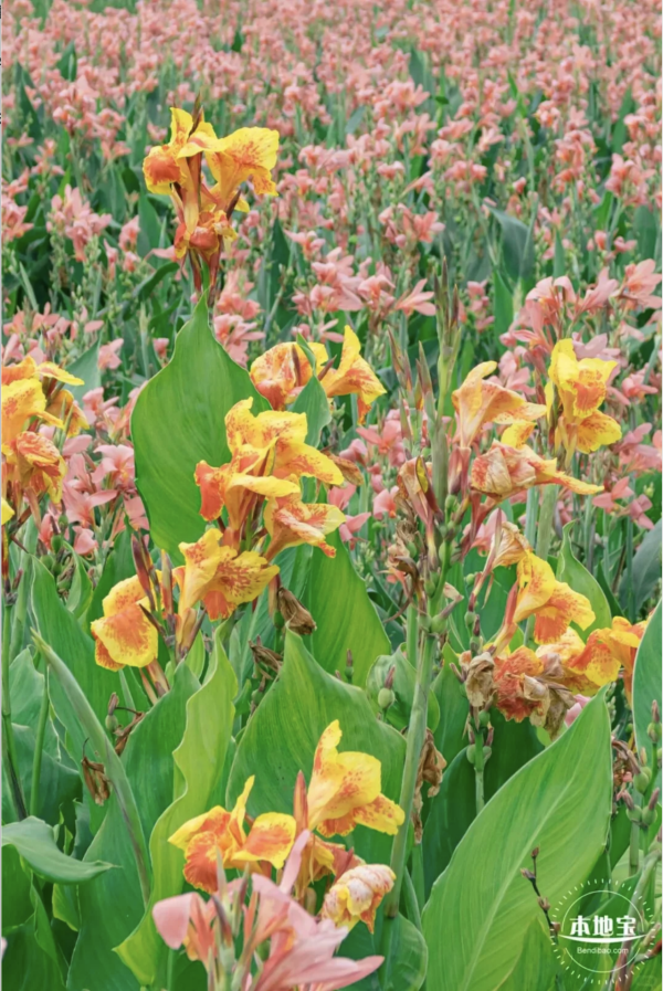 深圳美人蕉花海盛放！觀瀾河濕地公園飽覽初夏河畔風光 