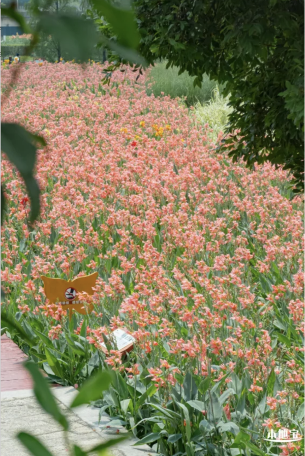 深圳美人蕉花海盛放！觀瀾河濕地公園飽覽初夏河畔風光 