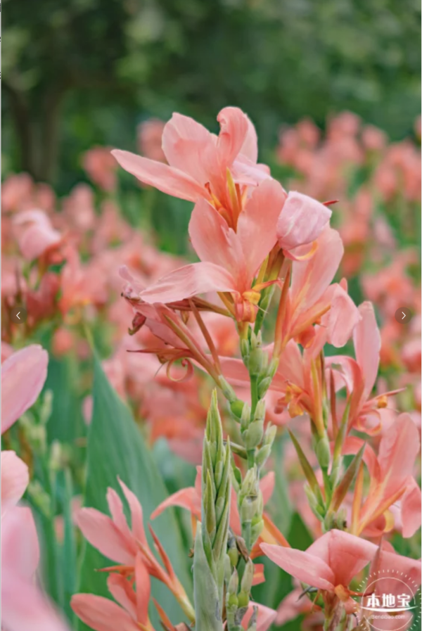 深圳美人蕉花海盛放！觀瀾河濕地公園飽覽初夏河畔風光 