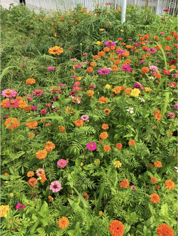 深圳美人蕉花海盛放！觀瀾河濕地公園飽覽初夏河畔風光 