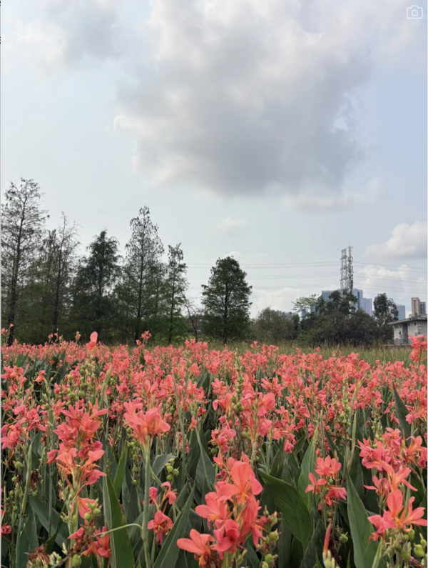 深圳美人蕉花海盛放！觀瀾河濕地公園飽覽初夏河畔風光 