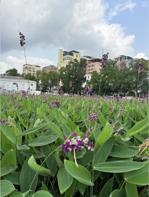 深圳美人蕉花海盛放！觀瀾河濕地公園飽覽初夏河畔風光 